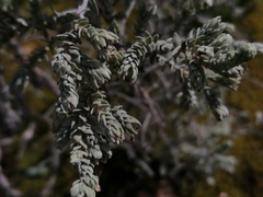 Thymelaea