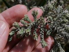 Thymelaea
