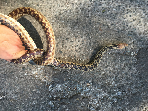 iNaturalist observation photo of Pacific Gopher Snake