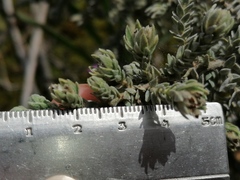 Thymelaea
