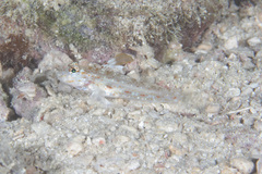 Fusigobius melacron