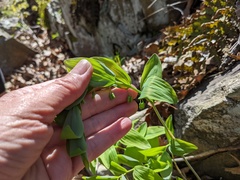 Polygonatum pubescens