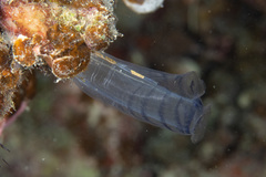 Rhopalaea circula