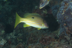 Lutjanus fulviflamma