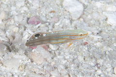 Koumansetta rainfordi