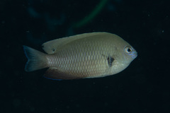 Pomacentrus microspilus