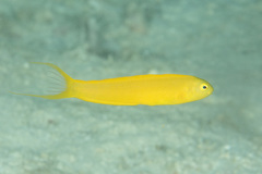 Meiacanthus oualanensis