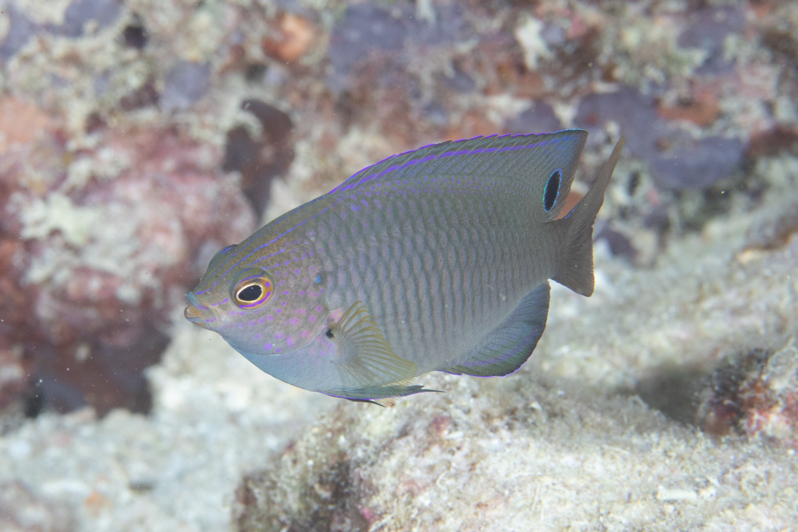 Pomacentrus spilotoceps Randall, 2002