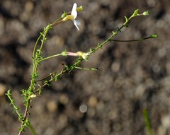 Jamesbrittenia argentea