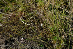 Jamesbrittenia argentea