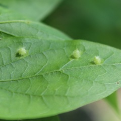 Celticecis acuminata