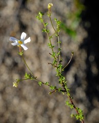 Jamesbrittenia argentea