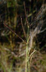 Eustachys paspaloides