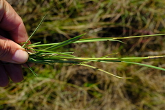 Eustachys paspaloides