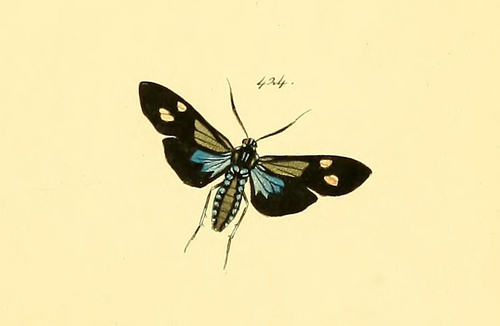 Diospage rhebus
