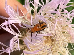 Nemognatha piazata