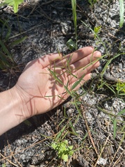 Euphorbia curtisii