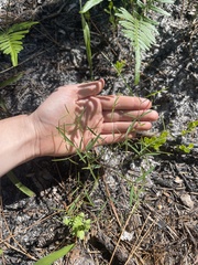 Euphorbia curtisii