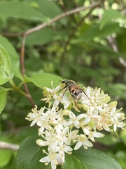 Trichiotinus piger