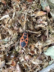 Pyrrhocoris apterus