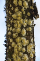 Piloderma