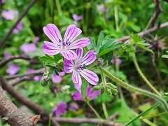Geranium albanum