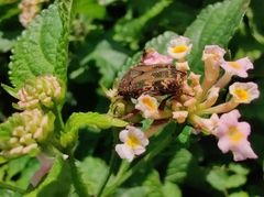 Protaetia fusca