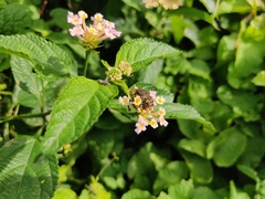 Protaetia fusca