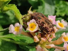 Protaetia fusca