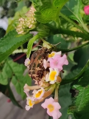 Protaetia fusca