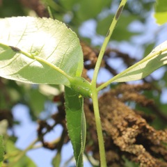 Phylloxera devastatrix