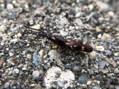 Arrhenodes minutus