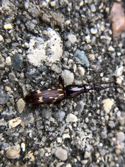 Arrhenodes minutus