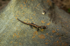 Plethodon asupak