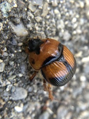 Bolbocerosoma bruneri