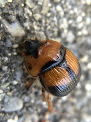 Bolbocerosoma bruneri