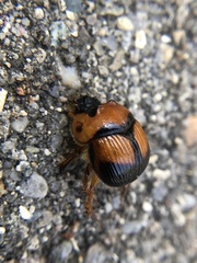 Bolbocerosoma bruneri