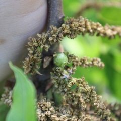 Phylloxera devastatrix
