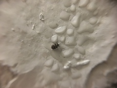 Anthrenus fuscus