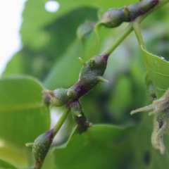 Phylloxera devastatrix