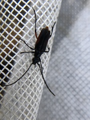 Pseudostrangalia cruentata