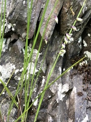 Melica nutans