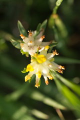 Anthyllis vulneraria pseudovulneraria