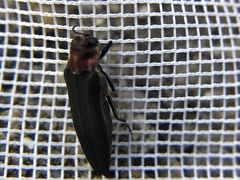 Agrilus fuscipennis