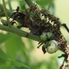 Phylloxera devastatrix