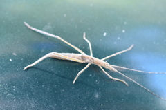 Zaprochilus australis