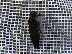 Agrilus fuscipennis