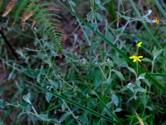 Osteospermum elsieae