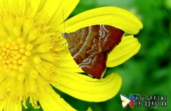 Choreutis achyrodes