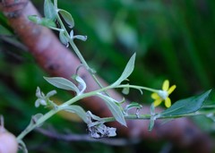 Osteospermum elsieae